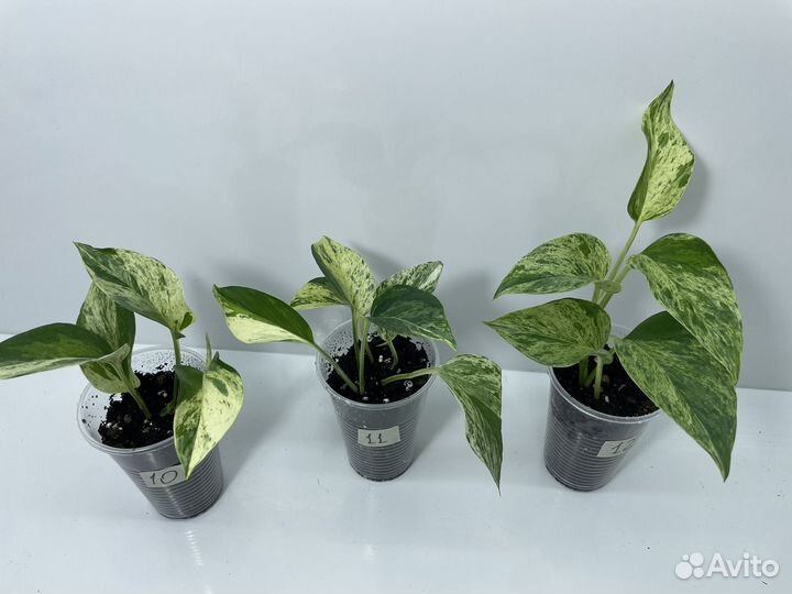 Эпипремнум марбл квин