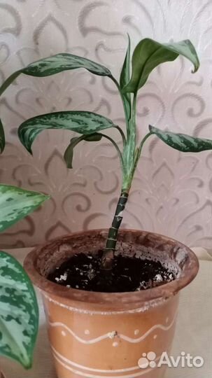 Комнатные цветы диффенбахия
