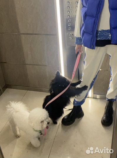 Зооняня /Догситер / Передержка собак