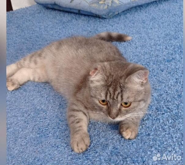 Шотландская кошечка-подросток