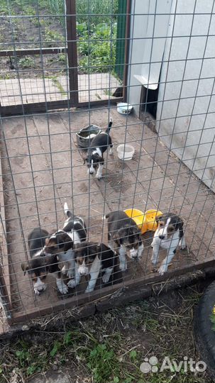 Русская пегая гончая