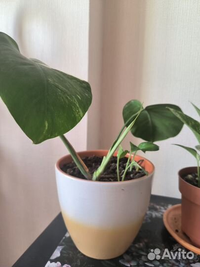 Монстера вариегатная альба