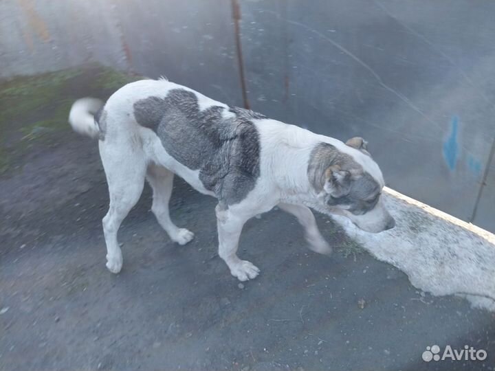 Собака ишо не скрестила нужен кабель