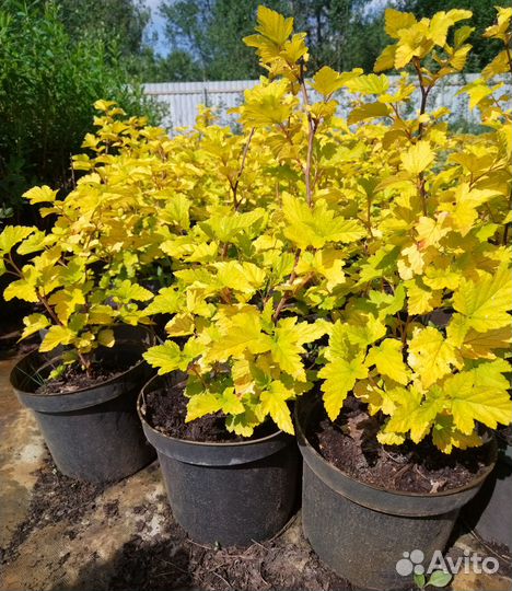 Пузыреплодник 