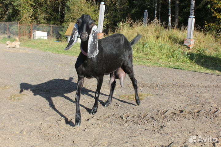 Коза камори дойная