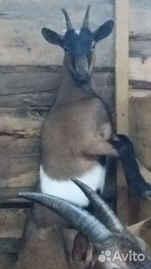 Альпийские козочки и козлики