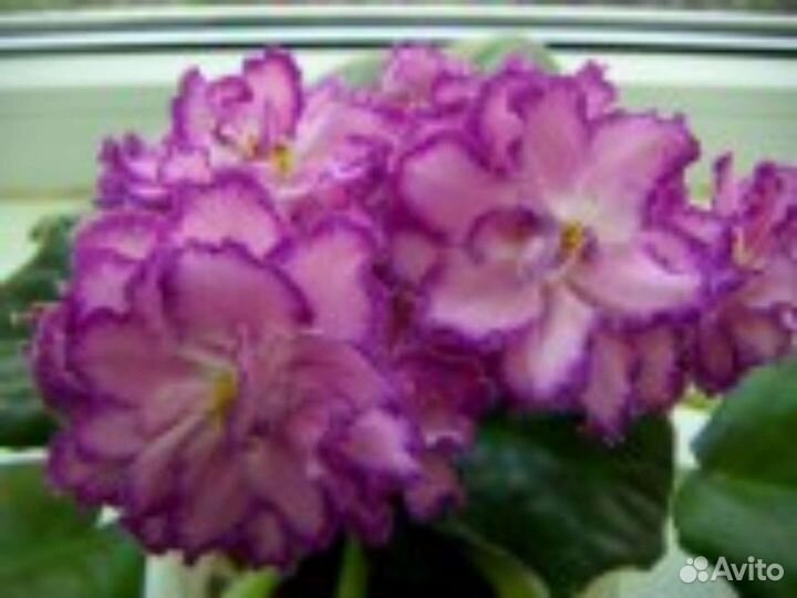 Фиалка сортовая