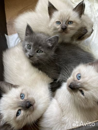 Тайские котята