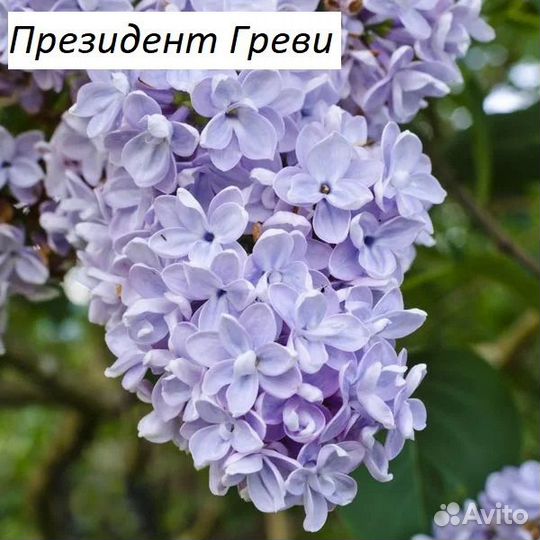 Саженцы сирени 2года