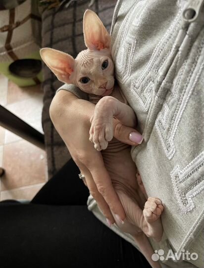 Котята сфинкс