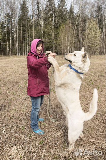 Собака в добрые руки