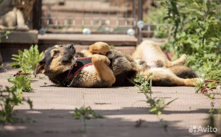 Рон в добрые руки