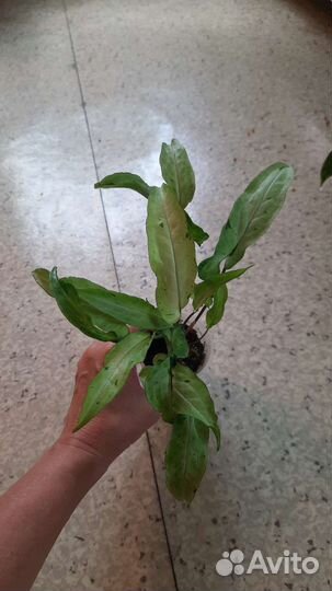 Сингониумы сортовые