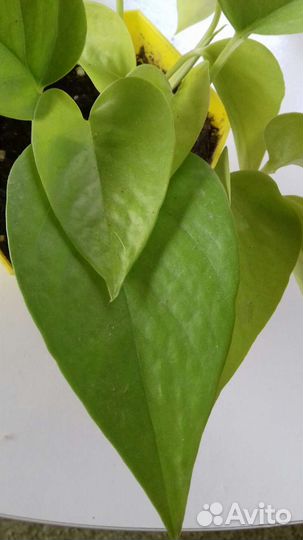 Сциндапсус Golgen pothos,пятнистый,золотистый