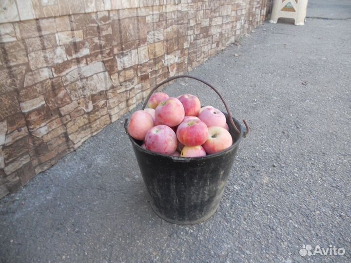 Яблоки домашние