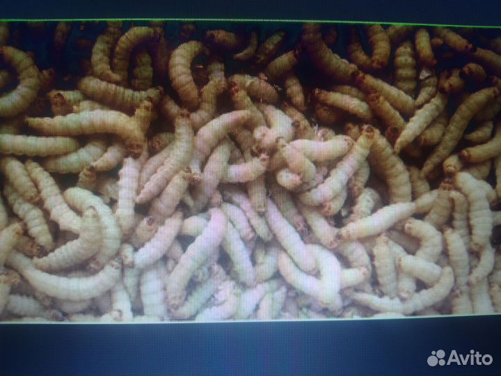 Огневка. Восковая моль.(Gallerya mellonella)