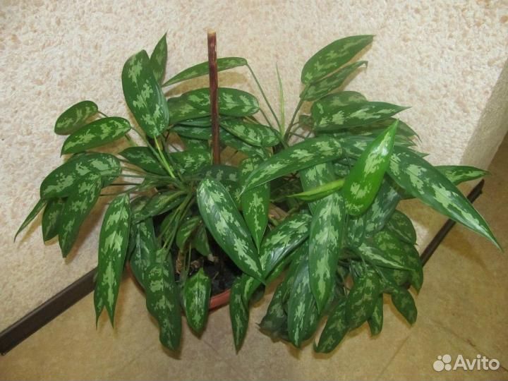 Аглаонема Гибискус Китайская роза
