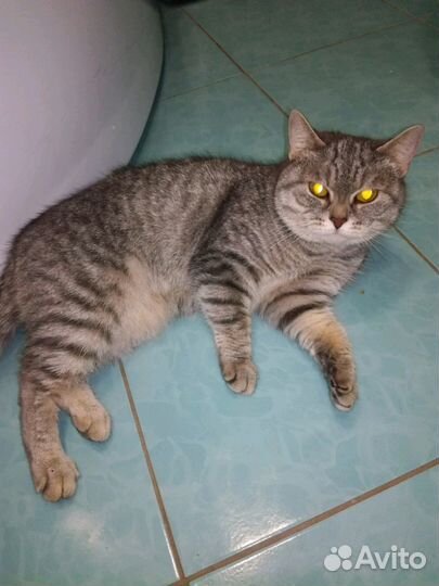 Британская кошка в добрые руки