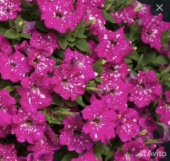 Петуния каскадная, ампельная