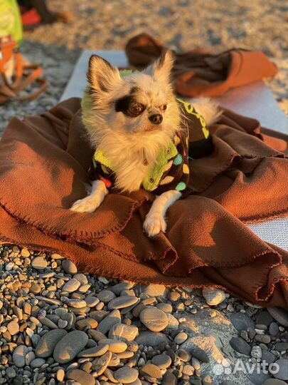 Вязка,кобель