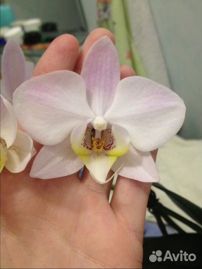 Бльшая орхидея фаленопсис набивает пушистый цветон
