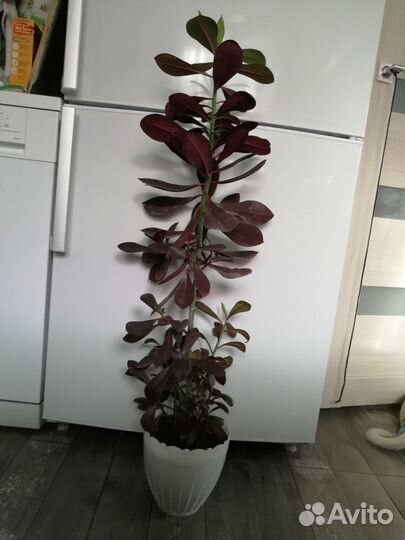 Каланхое, Синадениум