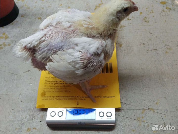 Цыпленок Бройлер