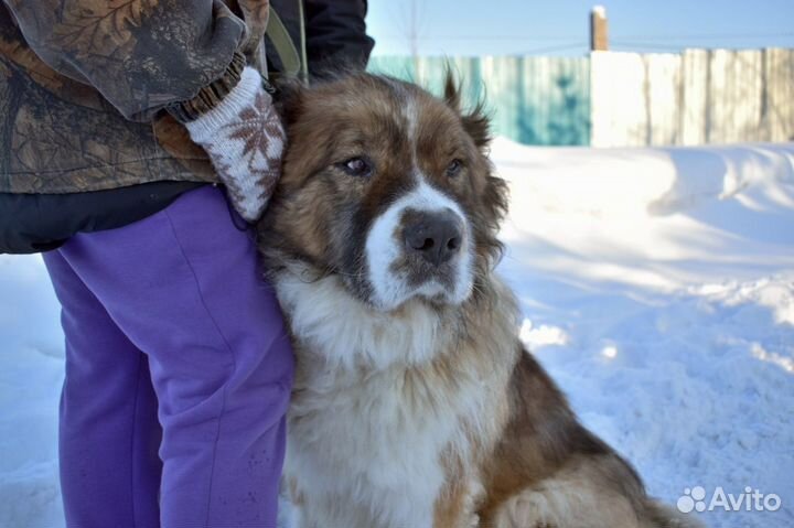 Московская сторожевая