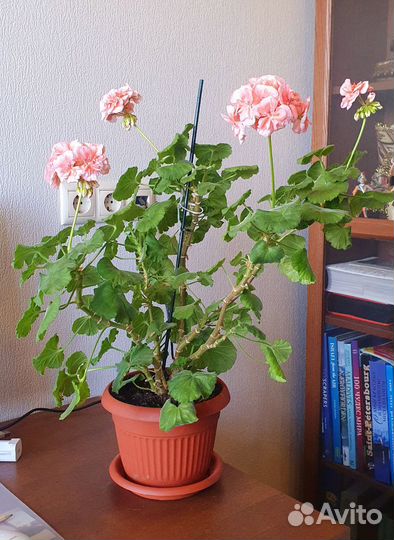 Пеларгония (герань)