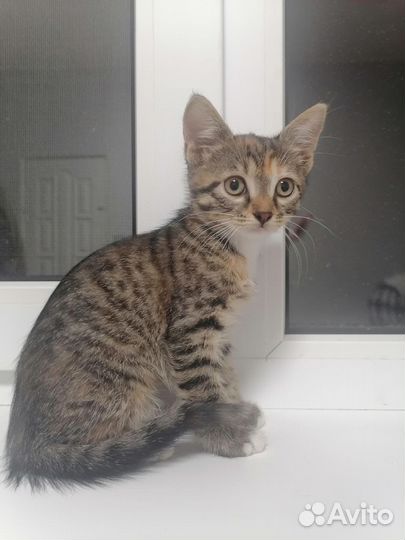 Котенок Ларочка