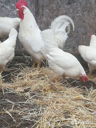 Инкубационное яйцо, порода Леггорн