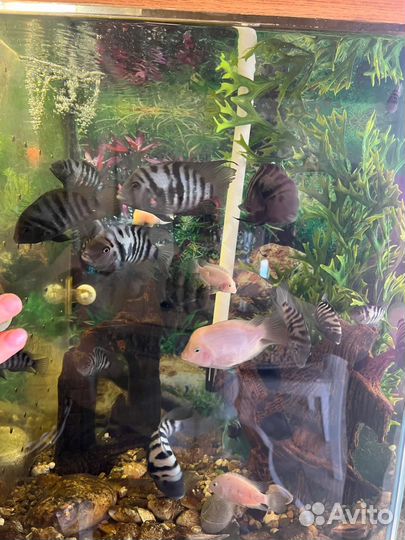 Аквариумные рыбки