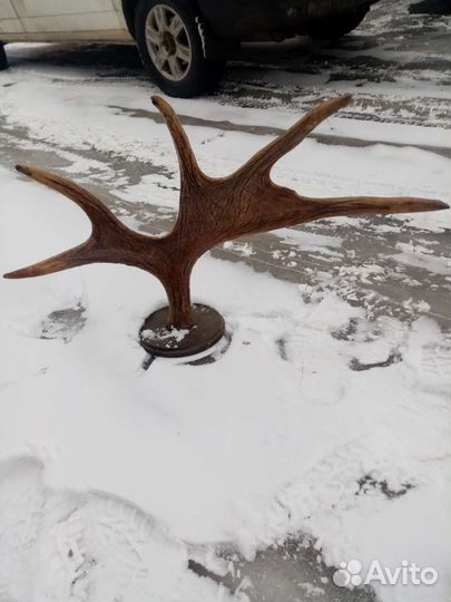 Вешалка из рогов лося