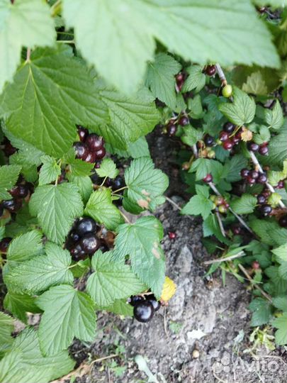 Вишня, смородина, малина,абрикос свежий