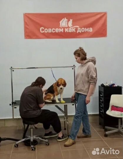 Стрижка собак