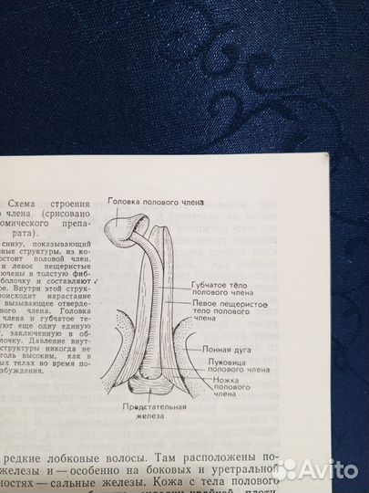 Импотенция