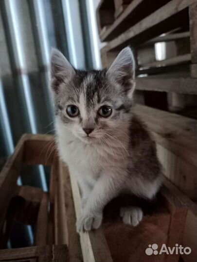 Кошка в дар