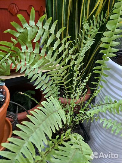 Папоротник комнатный
