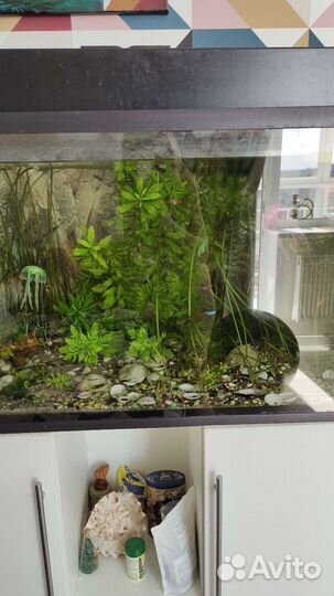 Водоросли для аквариума