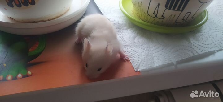 Сирийский хомяк малыш