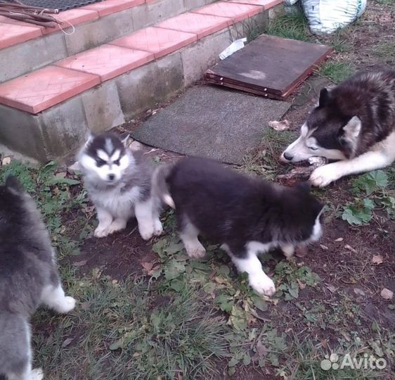 Щенки Хаски девочки