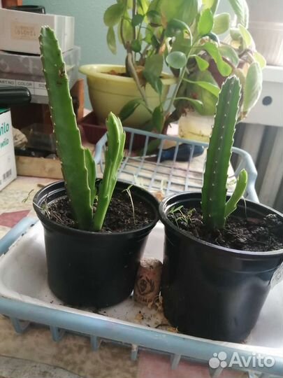 Спатифиллум, клеродендроум, стапелии, фиалки