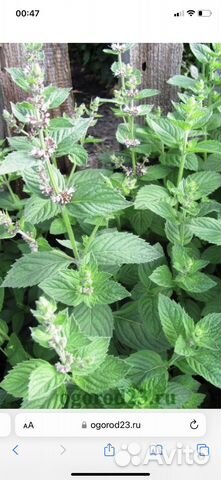 Мята и мелиса