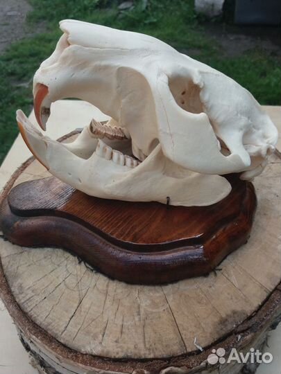 Зоологический экспонат