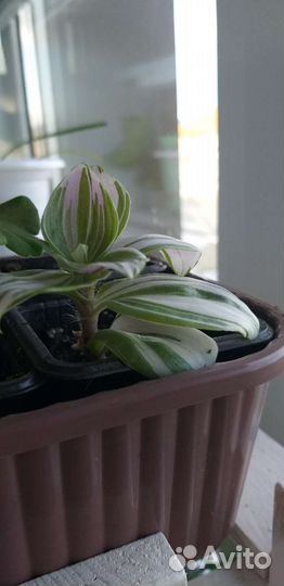 Традисканция пестролистная