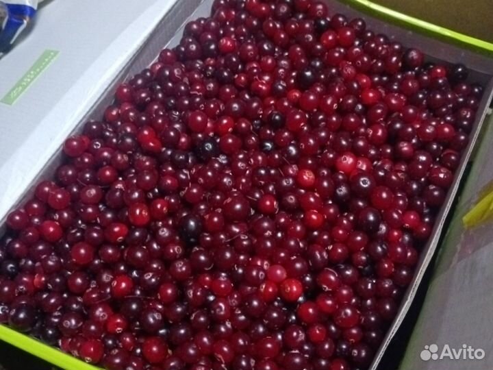 Клюква В наличии свежая с доставкой