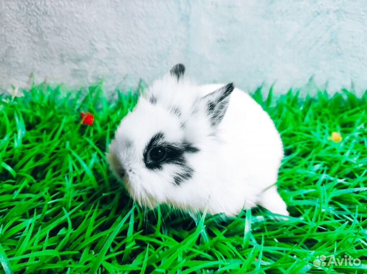 Карликовый кролик - размером с ладонь