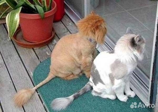 Стрижка кошек на дому с выездом