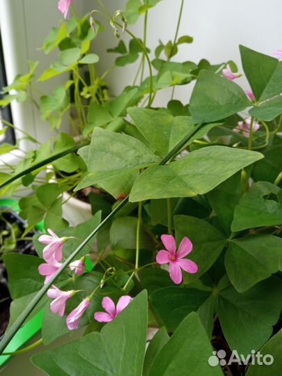 Домашние цветы