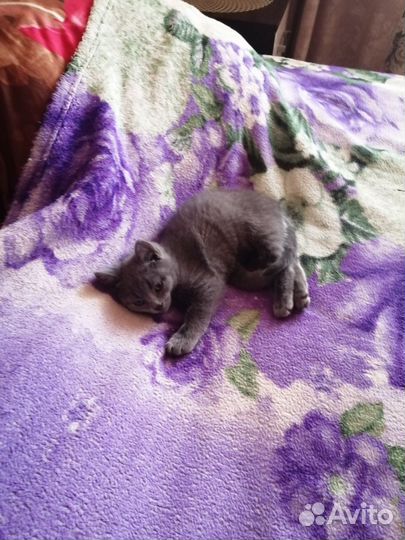 Котик 1, 5 мес